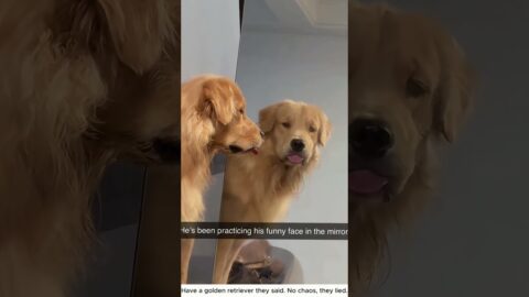 Have a golden retriever they said  #dog #foryou #f